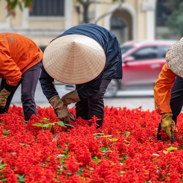 🇻🇳 Vibrant Vietnam Voyage